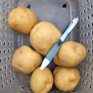 ホックホク！ジャガイモ「きたあかり」4.7kg（肥料、農薬使わず）