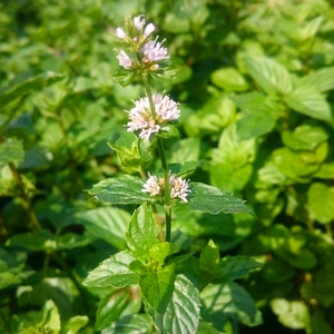 イエルナブエナ【本物のカクテルモヒートにはこれ！】