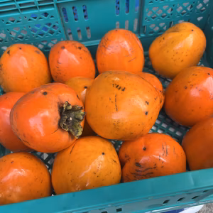 干し柿用 甲州百匁(ひゃくめ)渋柿 3kg箱