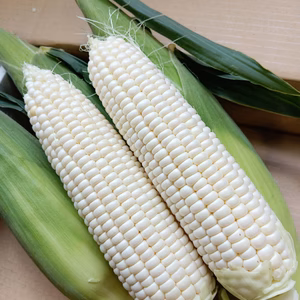 野菜界のフルーツ！？ホワイトコーン