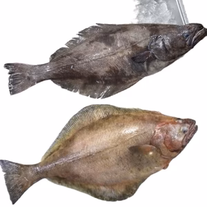 【知床羅臼直送】2種のカレイ 食べ比べセット アブラガレイ ギンガレイ