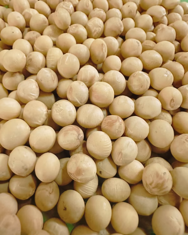 自然栽培大豆（柄入り）【みそ造りに適しています】自家採種7年め