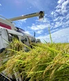 令和5年産 新米【農薬不使用・化学肥料不使用】特別栽培米 ゆうだい２１ 玄米 