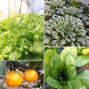 シャキッと元気な葉物野菜3種とみかんのお試しセット