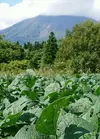 【500g】お山と僕のコラボ　自然循環型有機栽培　南部片富士印　秘伝枝豆