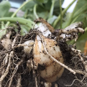 会津在来里芋しんずい芋 1.8kg（農薬化学肥料「不使用」栽培）