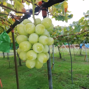 シャインマスカット　自家用　シーズン最終出荷　オマケつき