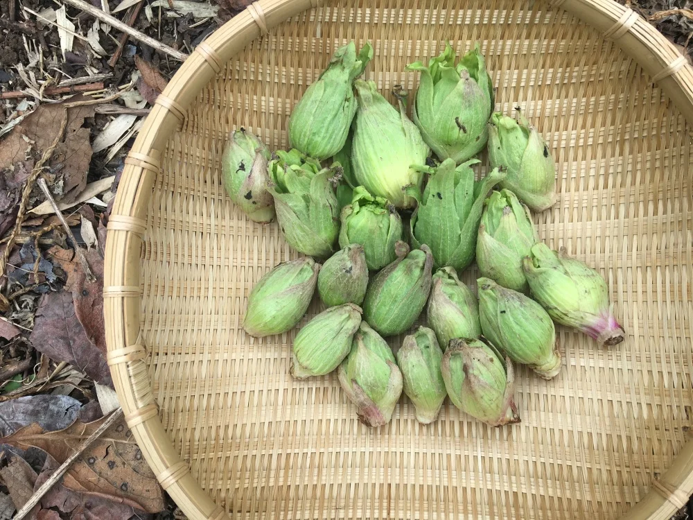 ふきのとう｜野菜の商品詳細｜ポケットマルシェ｜産直(産地直送)通販