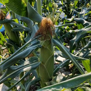 スイートコーンおおもの 甘さ、サイズまさにおおもの