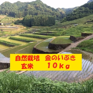 【４月セール】自然栽培「金のいぶき」玄米　１０ｋｇ