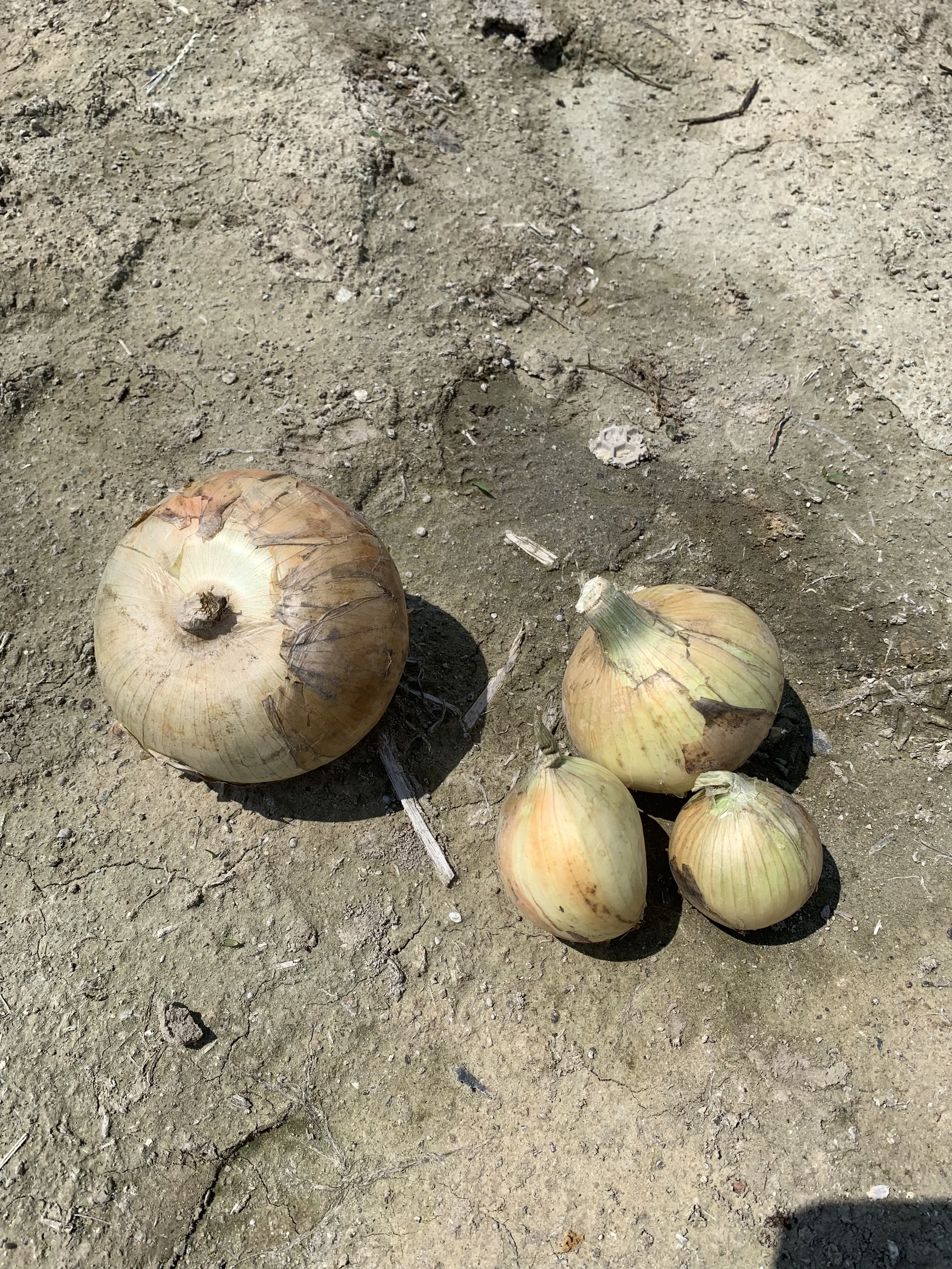 86％以上節約 野菜 玉ねぎ 新玉ねぎ2kg シャーロットオニオン 淡路島極熟玉葱 今が旬 産地直送