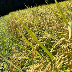 7年産新米！ヒノヒカリ熊本県天草方原産清流米(白米5キロ)/除草剤不使用