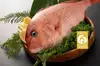 【1年で一番美味しい季節】秋の真鯛はなんといっても脂乗り抜群で甘味が強い！