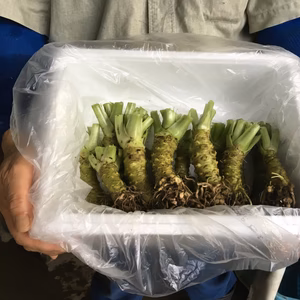 本わさび