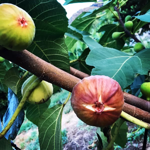 【尾道特産・秋の味覚！しまのいちぢく】4パック