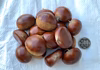 栗（晩生種）秋の味覚