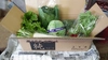 日常使用する野菜を中心とした季節の野菜セットとケール1キロ