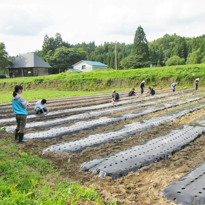 農家直送 ササシグレ 20キロ 農薬・肥料不使用・天日乾燥-