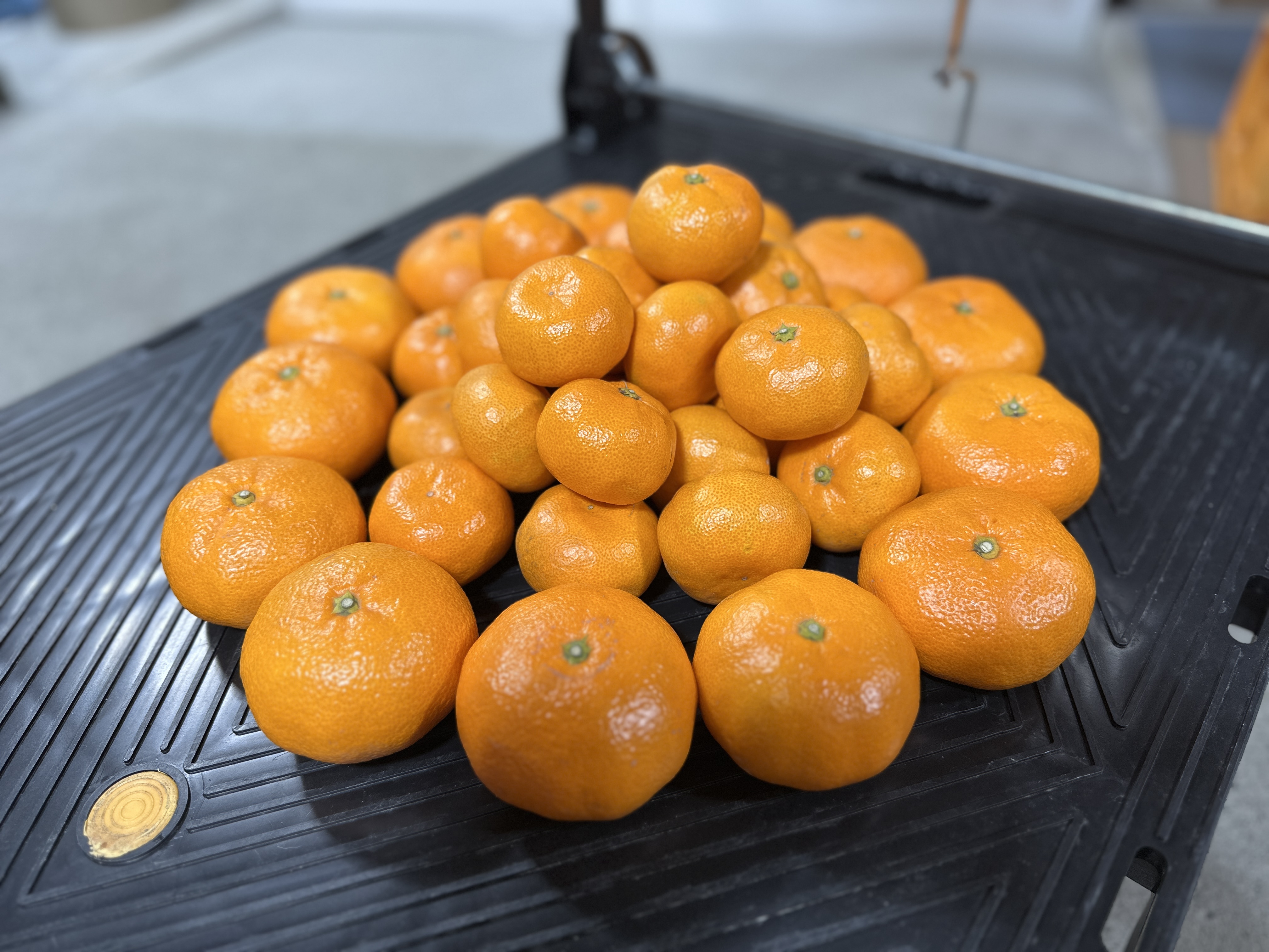 こたつみかん 〝親子deみかん〟 Sと3Lサイズ混合 （わけあり