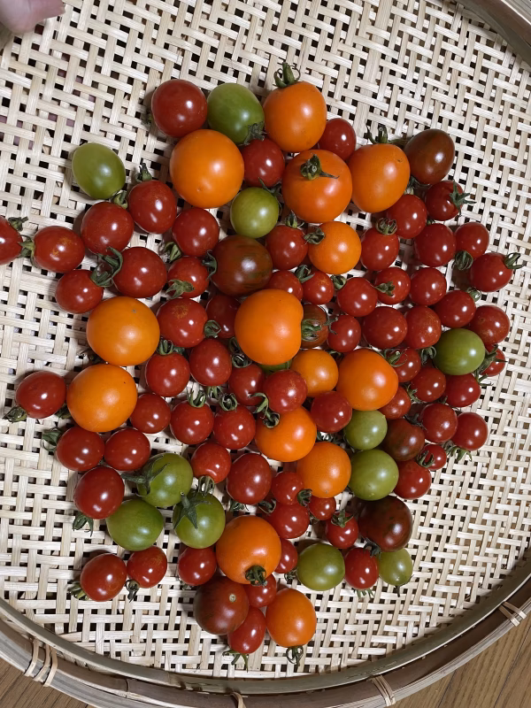 【濃厚】オーガニックミニトマト　カラフル詰め合わせ