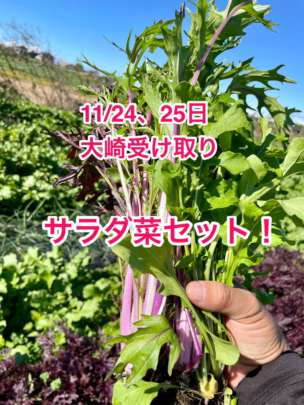 11/24or25【大崎で現地受取】サラダ菜のセット！