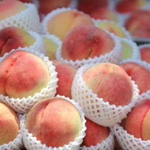 早期予約価格　桃の人気品種　まどか　ASIAGAP認証農場：津軽農園　農家直送　
