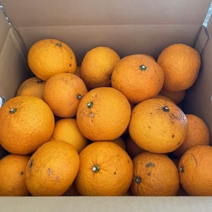 １箱限定【訳あり甘夏みかん M・ L・ 2Lミックス】 農薬不使用♪