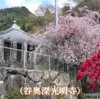 ※10月上旬頃から順次発送　秋の香り たねなし柿(刀根早生) ご家庭用　