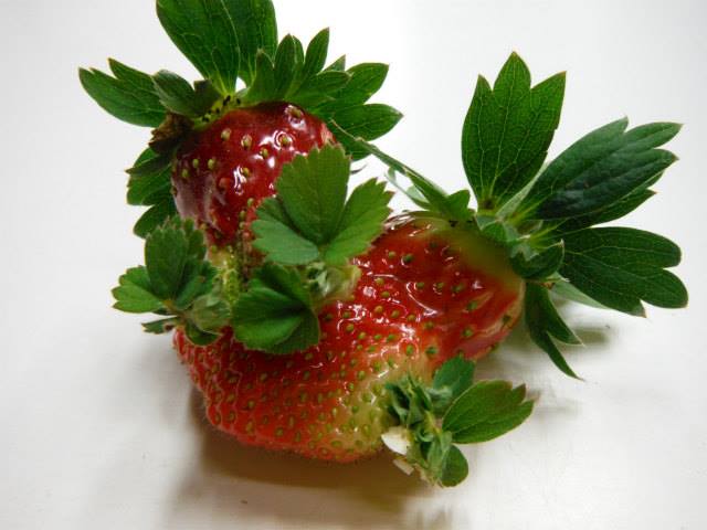 1374856_1130252150326168_4909198795100792898_n