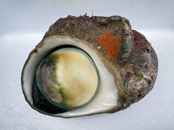 【素潜り】夜光貝2.7kg 貝殻ピカピカ丸磨き選択可能