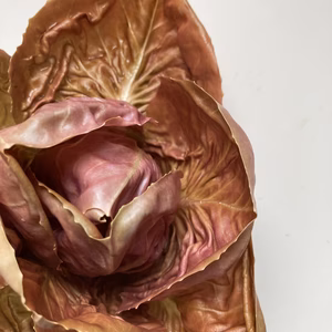 美しきピンク色のチコリ“ROSA”