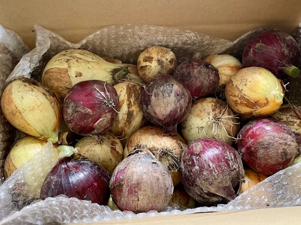 【淡路島産】農薬化学肥料不使用「玉ねぎ紅白混合4kg」