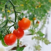採れたてフルーツトマト！農学博士のDr.トマト【常温便】