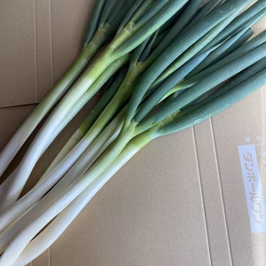 【訳アリ】 数量限定長ネギ