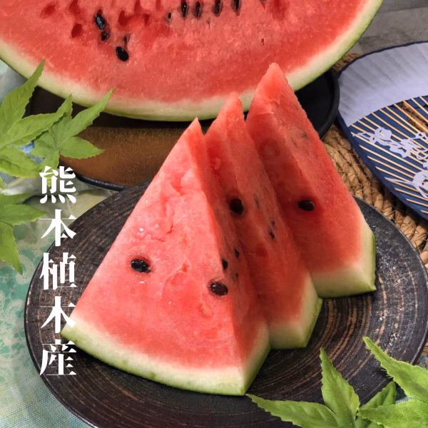 【熊本県植木町産】大玉スイカ　（肥後ロマン）6~7kg