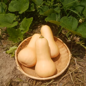 【訳あり】【栽培期間中農薬不使用】濃厚！なめらか！甘い！バターナッツかぼちゃ