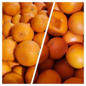 2種セット　贈答用ブラッド＆赤レモン　