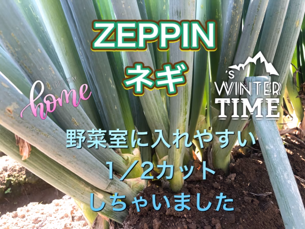 ZEPPIN中太カットネギ　60サイズで野菜室にそのままIN