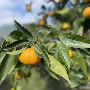 食欲の秋にピッタリ、甘くて爽やかみかん‼︎中山農園の日南