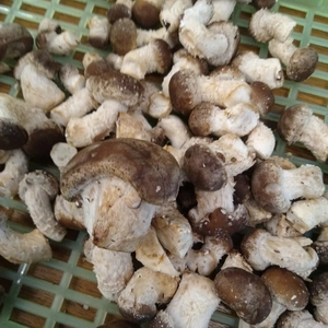 【訳アリ規格外品】菌床椎茸の子供　西軽井沢産　農薬不使用　冷凍可能