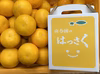 農家直送≪木成完熟はっさく≫傷あり有田はっさく2L～M【南泰園】