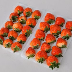 予約販売【軽井沢産希少いちご】桃薫250g前後×2P｜白桃のような香り漂う苺