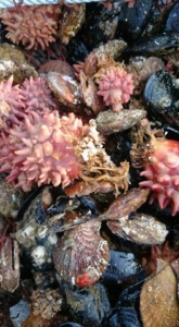 14390736_1851713991729242_204284880015646462_n