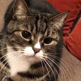 あんちょびママ