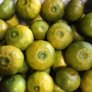 残りわずか‼️黄色くなってきました。木酢1、５キロ