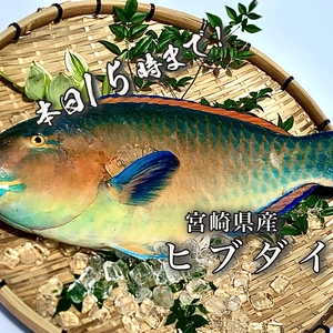 【本日15時まで！】見た目に反した上質な白身魚ヒブダイ（2.7kg）　