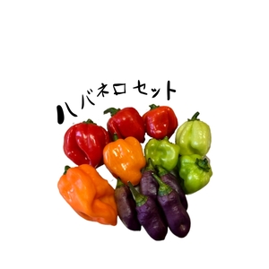 4色のハバネロセット！！