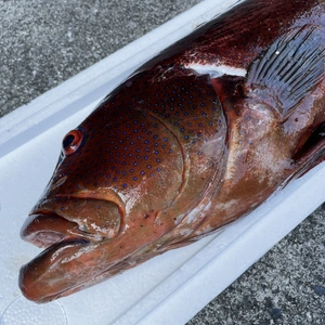 【魚突き】傷ありスジアラ4.2kg 鱗、内臓処理済