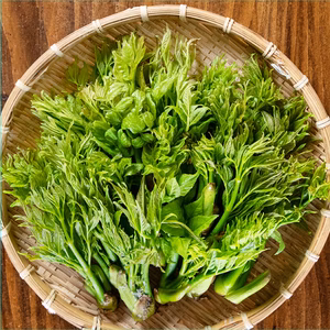 【西根の森 タラの芽 もちタラ】 （宮城産 シーズン物 原木収穫）