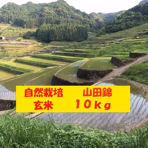 【４月セール】自然栽培「山田錦」玄米　１０ｋｇ